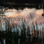 Sizzling Central Florida Summer Overlooking Lake Eulalia