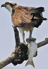 Osprey  Audubon Center for Birds of Prey