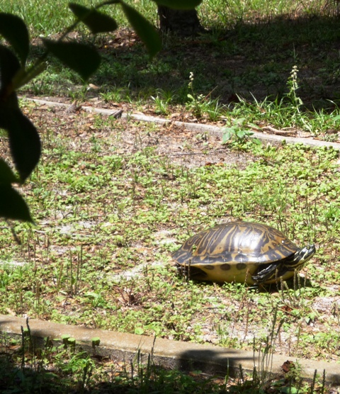 A Turtle Comes to Visit our Maitland yard! - Thurston House Bed and ...