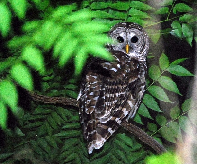 florida birds of prey