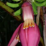 Exotic Banana at Leu Gardens