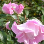 Rose Garden at Leu Gardens