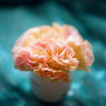 orange flowers in small vase