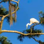 Bird in tree