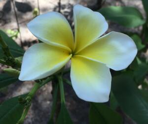 plumeria flower