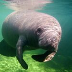 manatee swimming