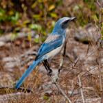 blue and white bird, Florida scrub jay