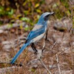 blue and white bird, Florida scrub jay