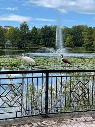 Fountain in Lake Lily with lily pads and birds on a fence.