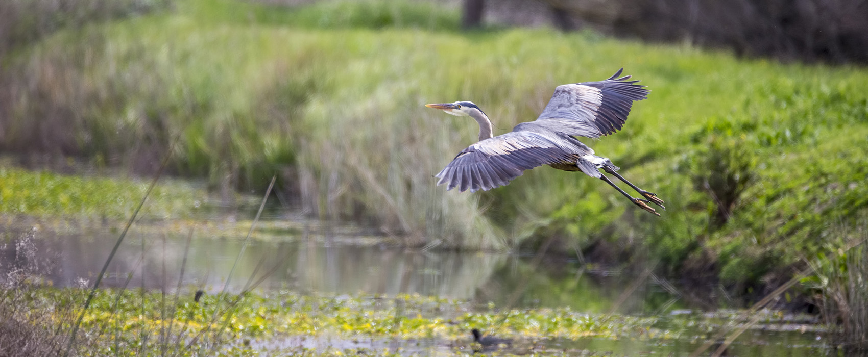 Heron in flight