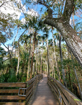 Boardwalk in Blue Spring State Park