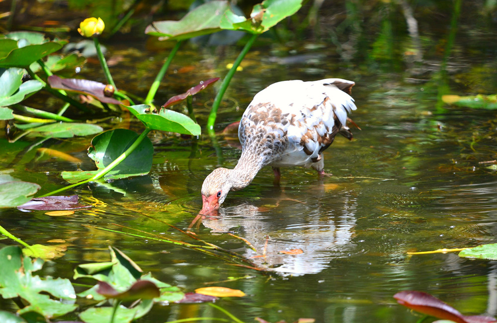 White Ibis