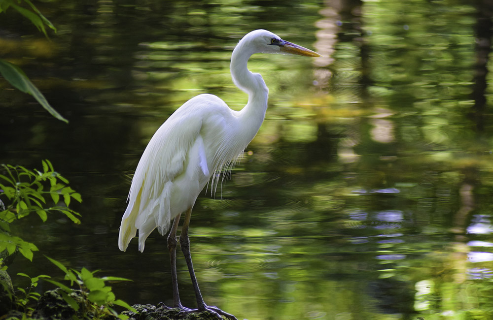 Great White Heron