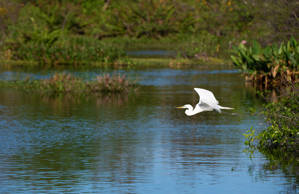 Great Egret in Flight