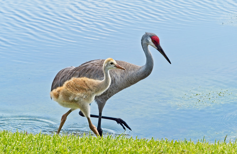 A cute Sandhill crane chick walks with its parent along a Florida lake