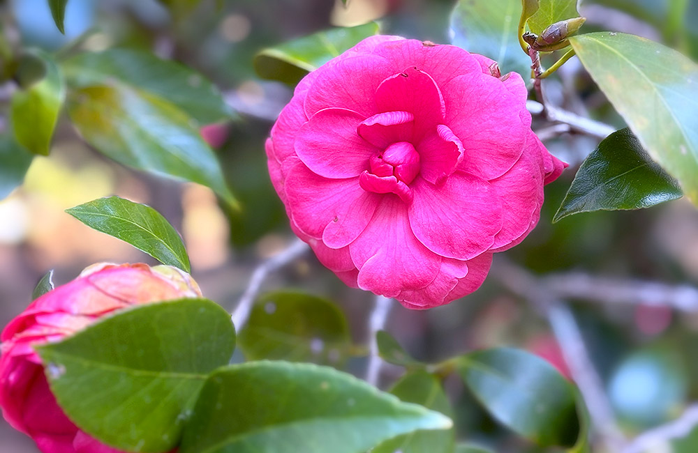 camelia