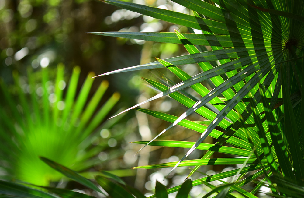 Palmetto fronds