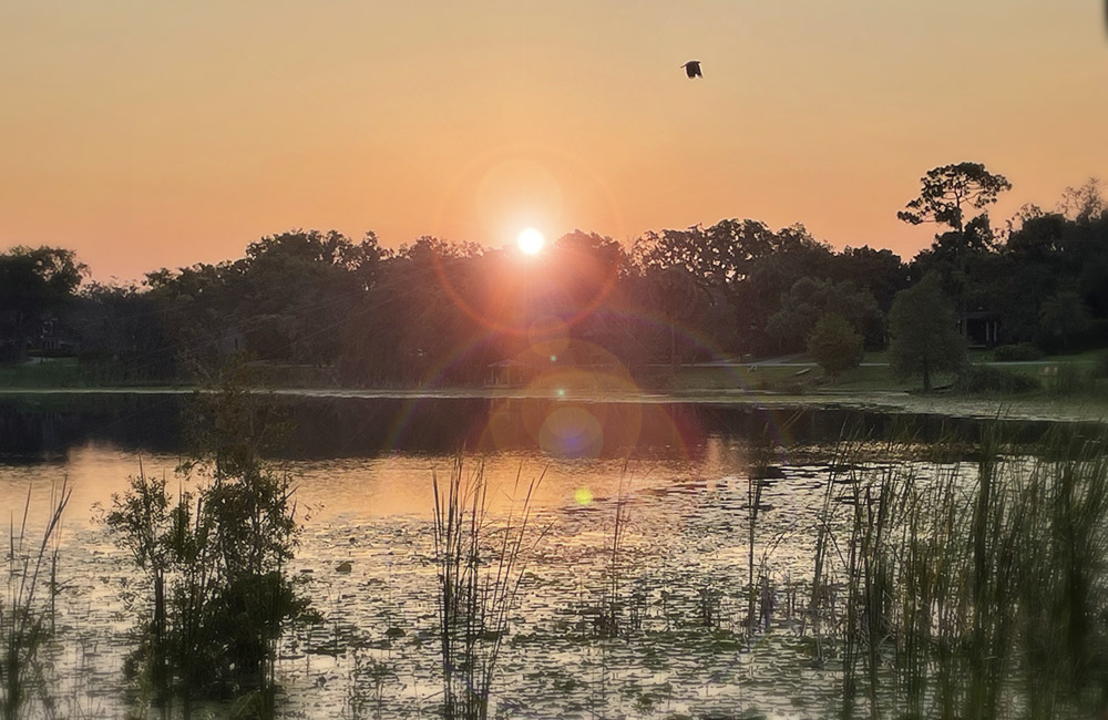 sunrise at Thurston House with bird in sky