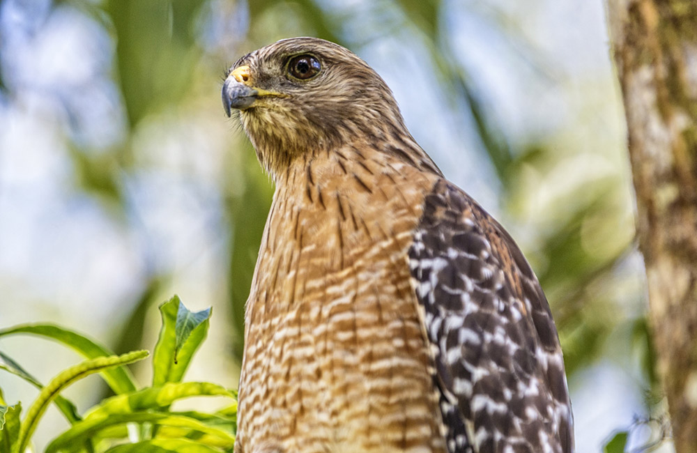 Red-shouldered Hawk