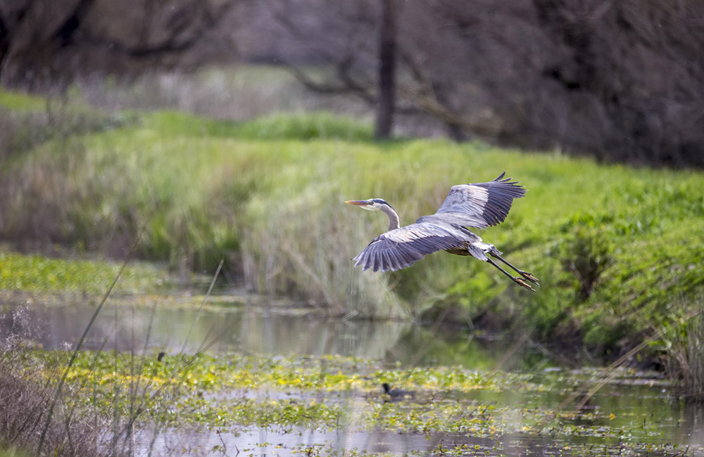 Great Blue Heron Flying