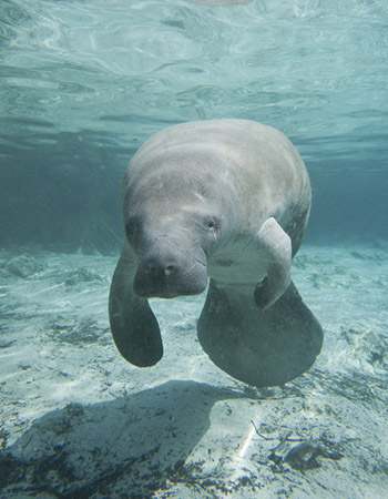 adult manatee