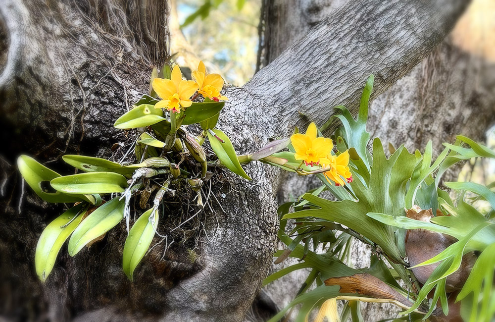 wild orchids