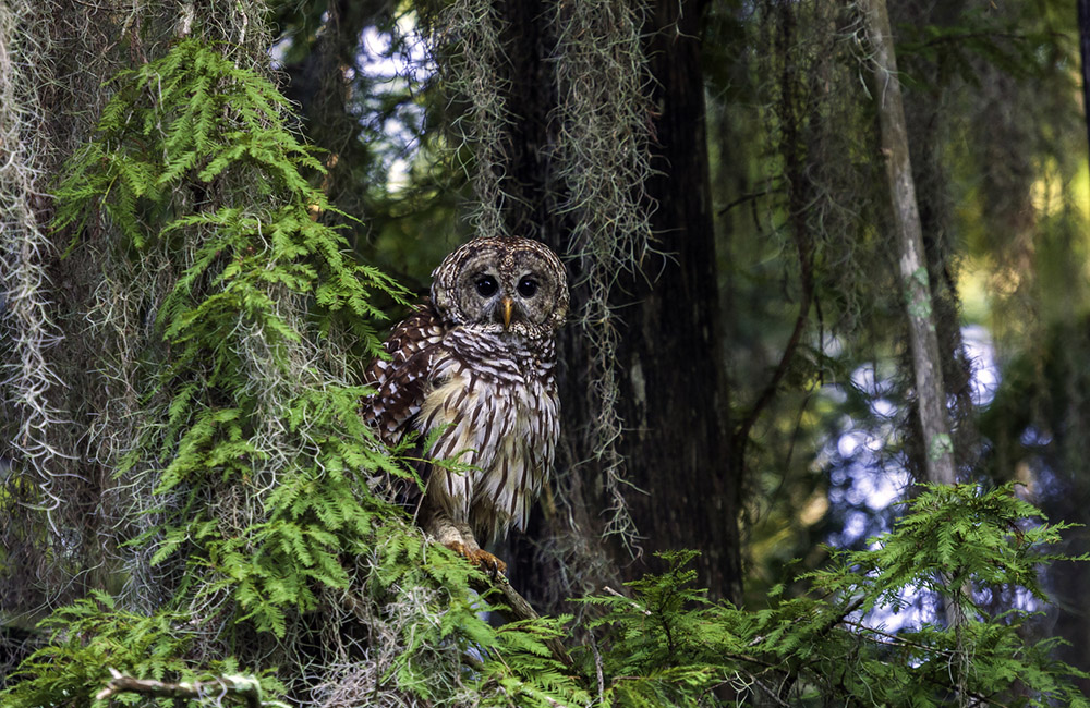 Barred Owls