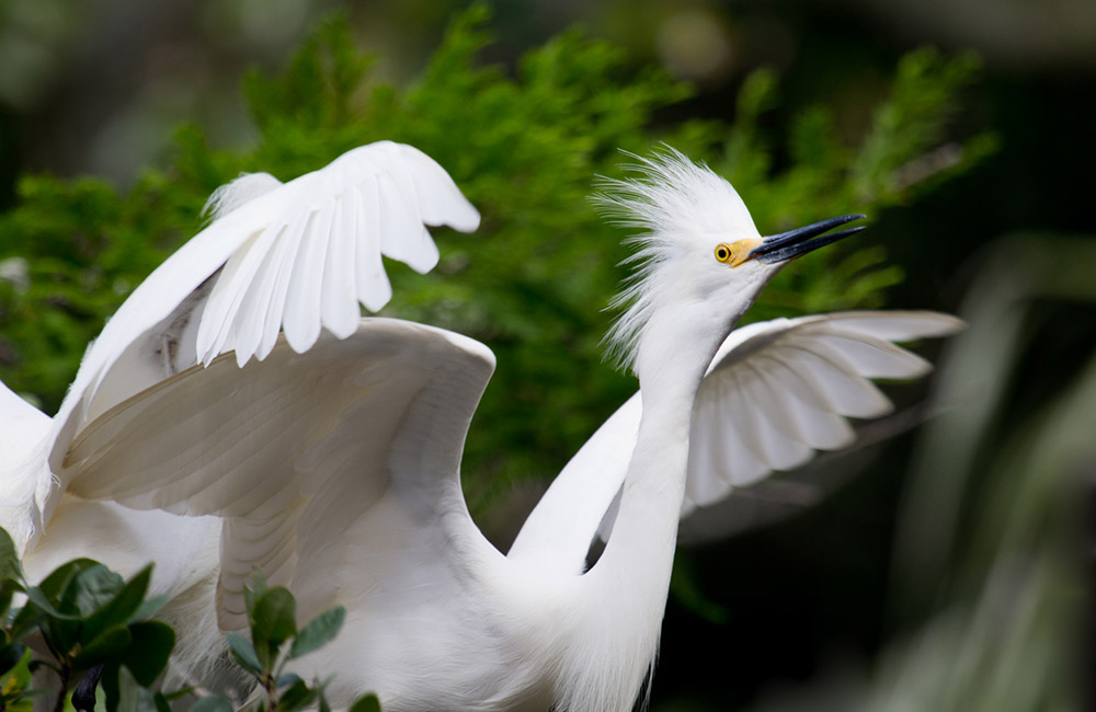 Snowy Egret